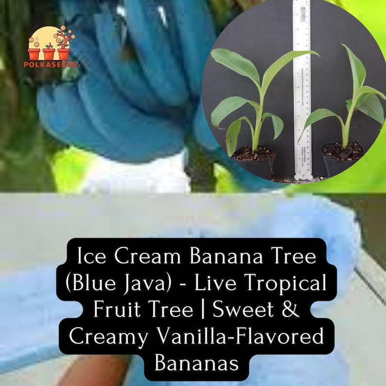 Ice Cream Banana Tree blue Java Live Tropical Fruit Tree Sweet & Creamy ...