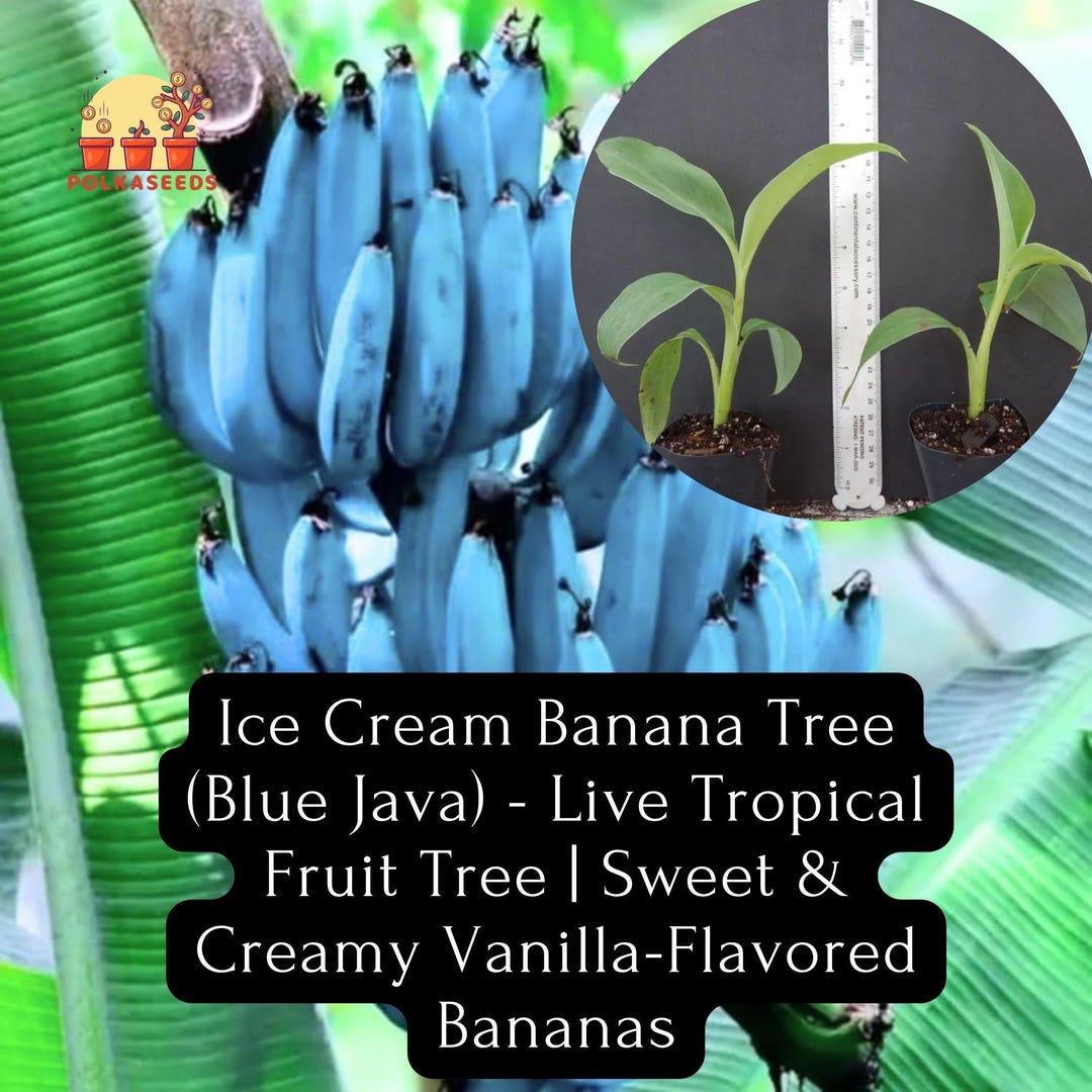 Ice Cream Banana Tree blue Java Live Tropical Fruit Tree Sweet & Creamy ...