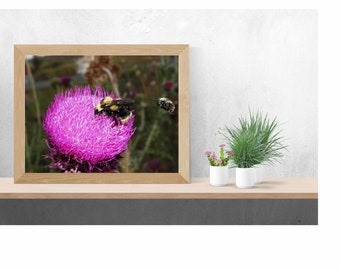 Trzmiel na kwiatku – wydruk fotograficzny – sztuka ścienna z motywem natury (do pobrania w wersji cyfrowej)