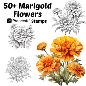 May include: 50+ Marigold Flowers Procreate Stamps. A digital illustration set featuring marigold flowers in both black and white line art and watercolor style.