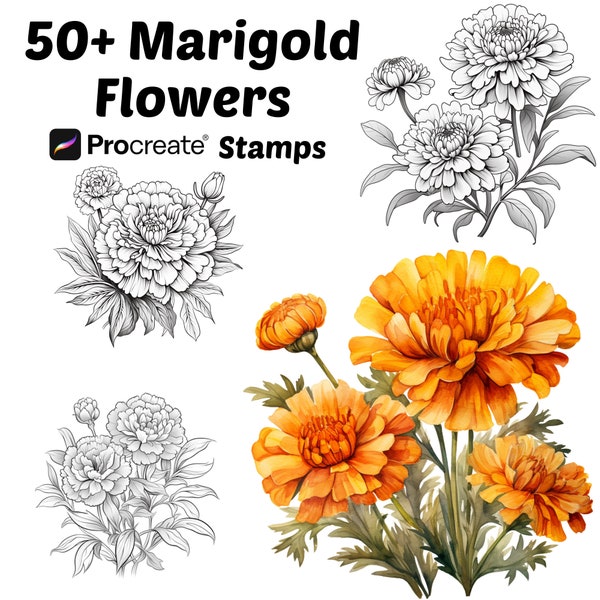 Procreate Marigold Flower Stamps | 50+ Marigold Flower Procreate Brushes | Botanical Procreate | Floral Procreate |Marigold Procreate Stamps