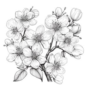 Procreate Cherry Blossom Flower Stamps | 100+ Cherry Blossom Flower ...