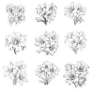 Procreate Amaryllis Flower Stamps | 50+ Amaryllis Flower Procreate ...