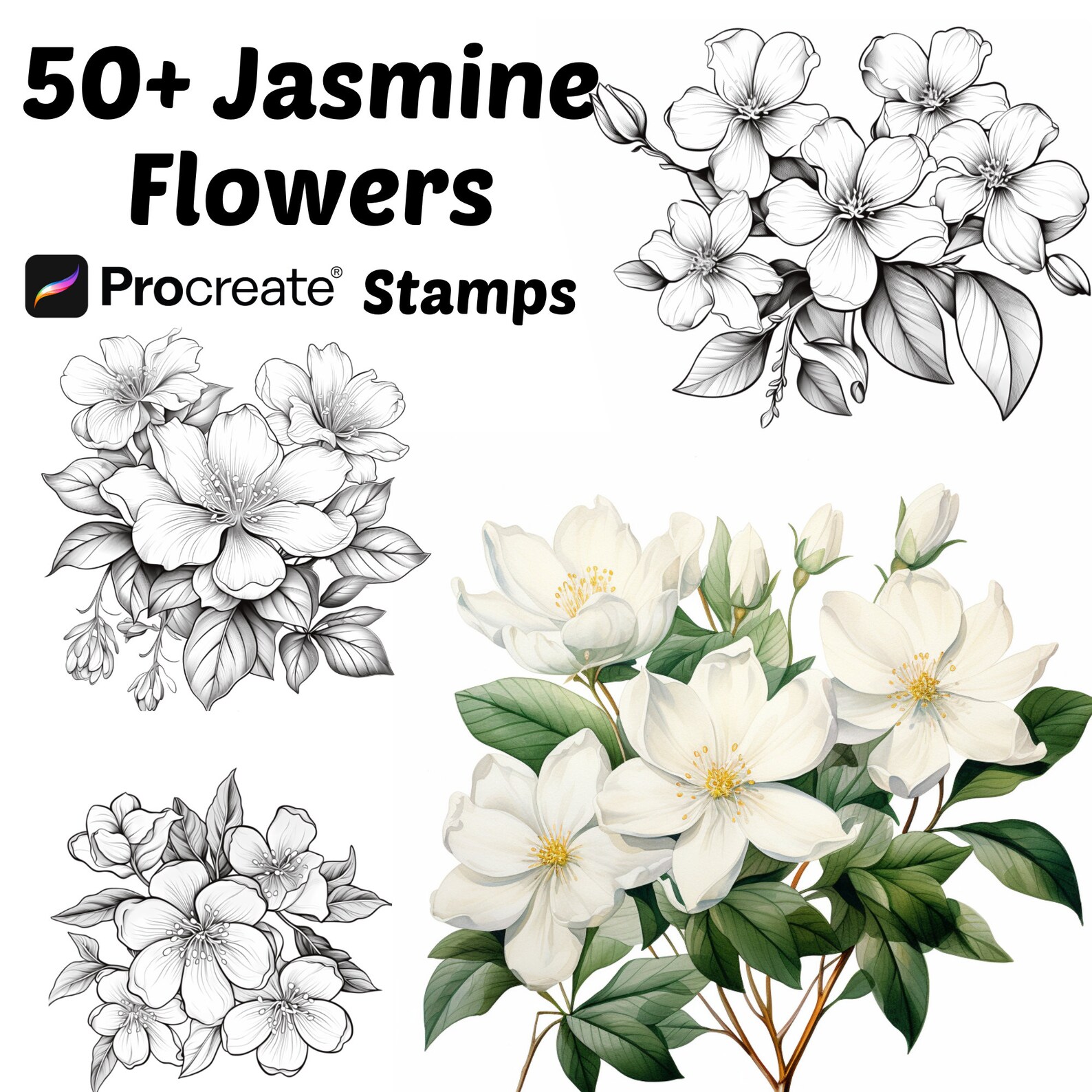 Procreate Jasmine Flower Stamps | 50+ Jasmine Flower Procreate Brushes ...