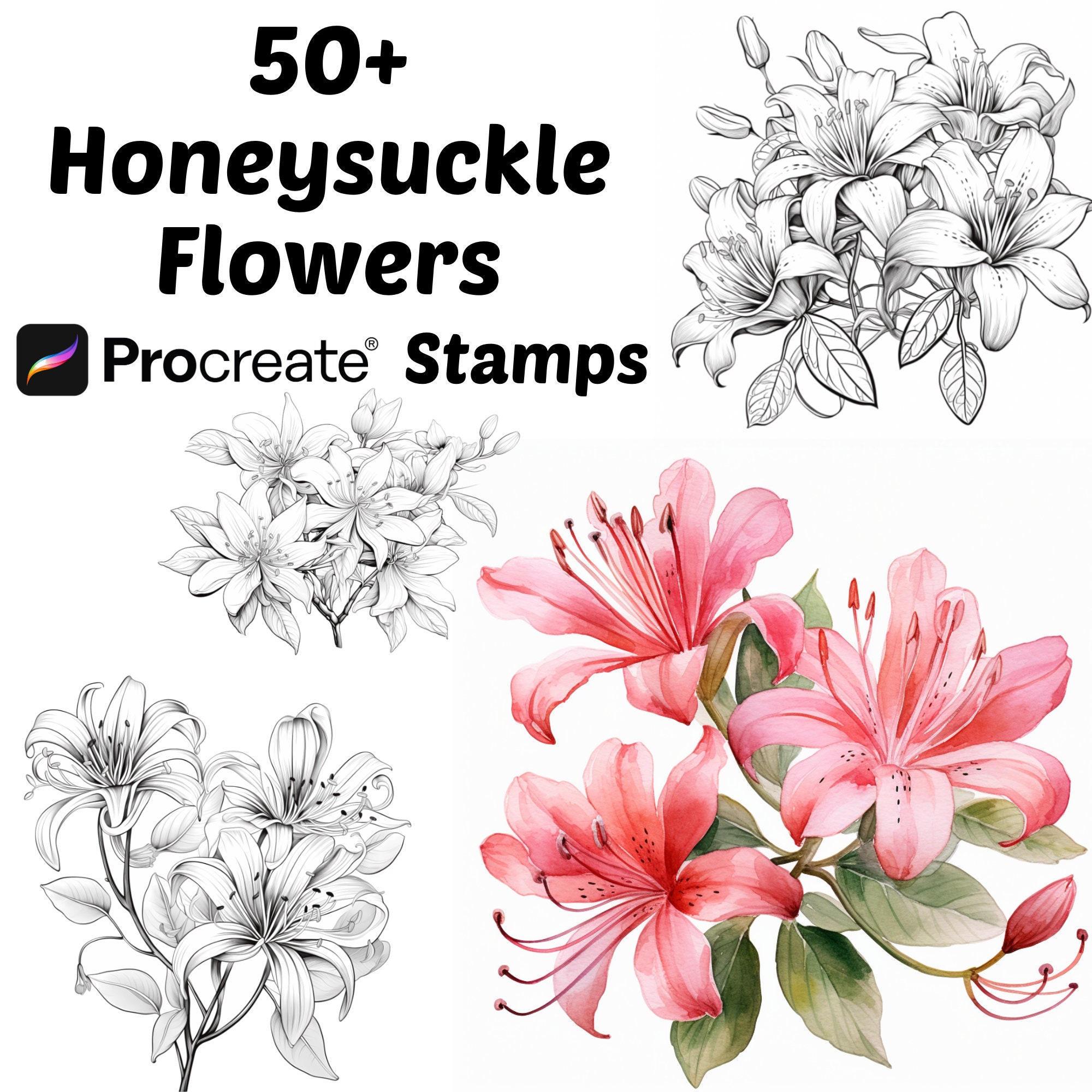 Procreate Honeysuckle Flower Stamps | 50+ Honeysuckle Flower Procreate ...