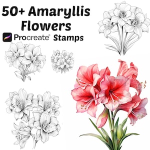 Procreate Amaryllis Flower Stamps | 50+ Amaryllis Flower Procreate ...