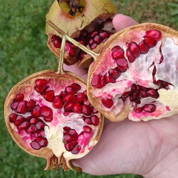 Rare cold hardy pomegranate- 10+ seeds (Please Read Listing)