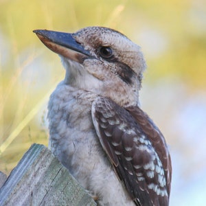 KOOKABURRA