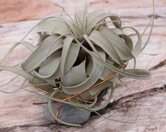 Xerographica Tillandsia with Natural Stone Stand