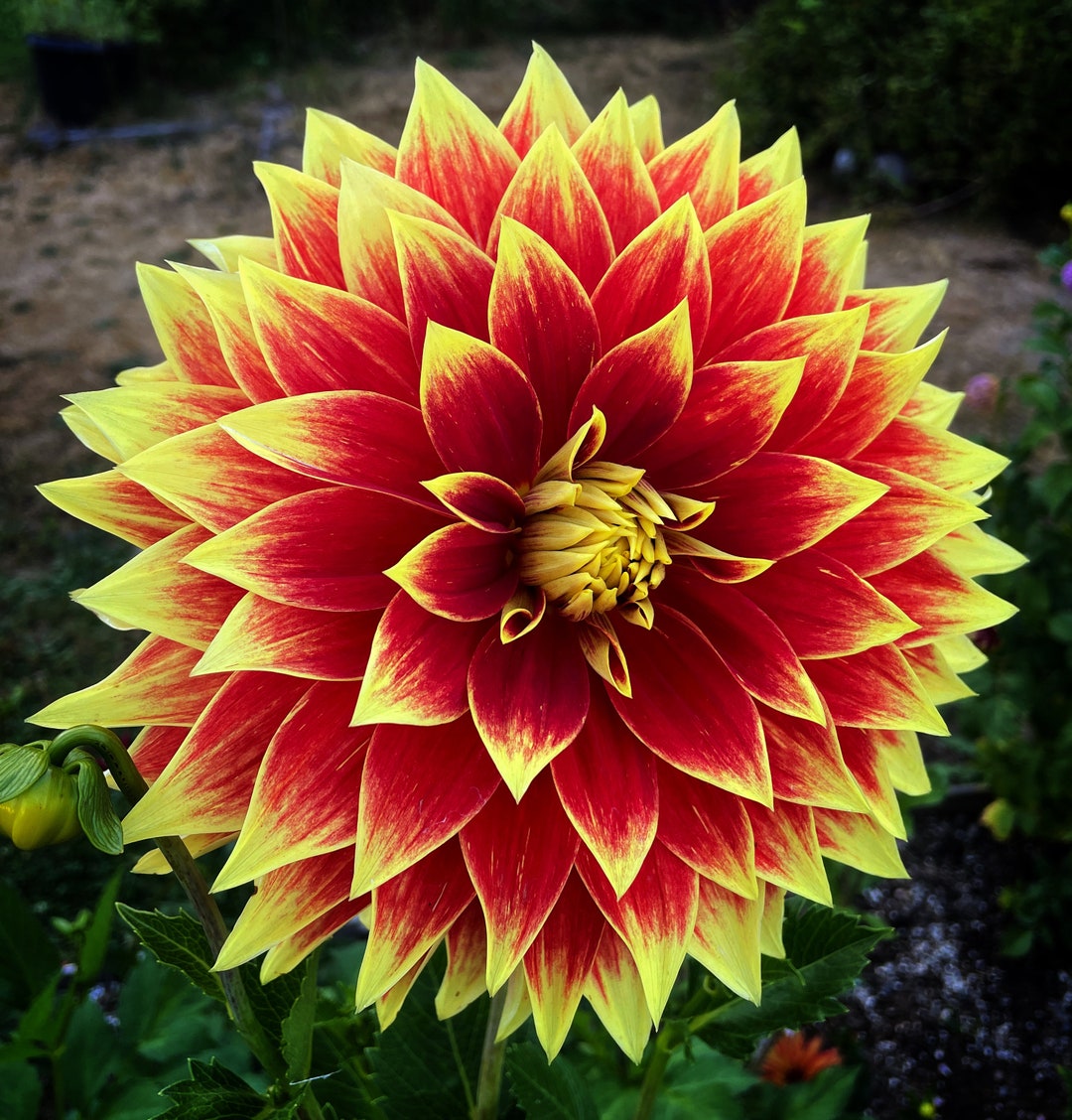 Ketchup and Mustard Dahlia Tuber Presale, Ships in April Etsy