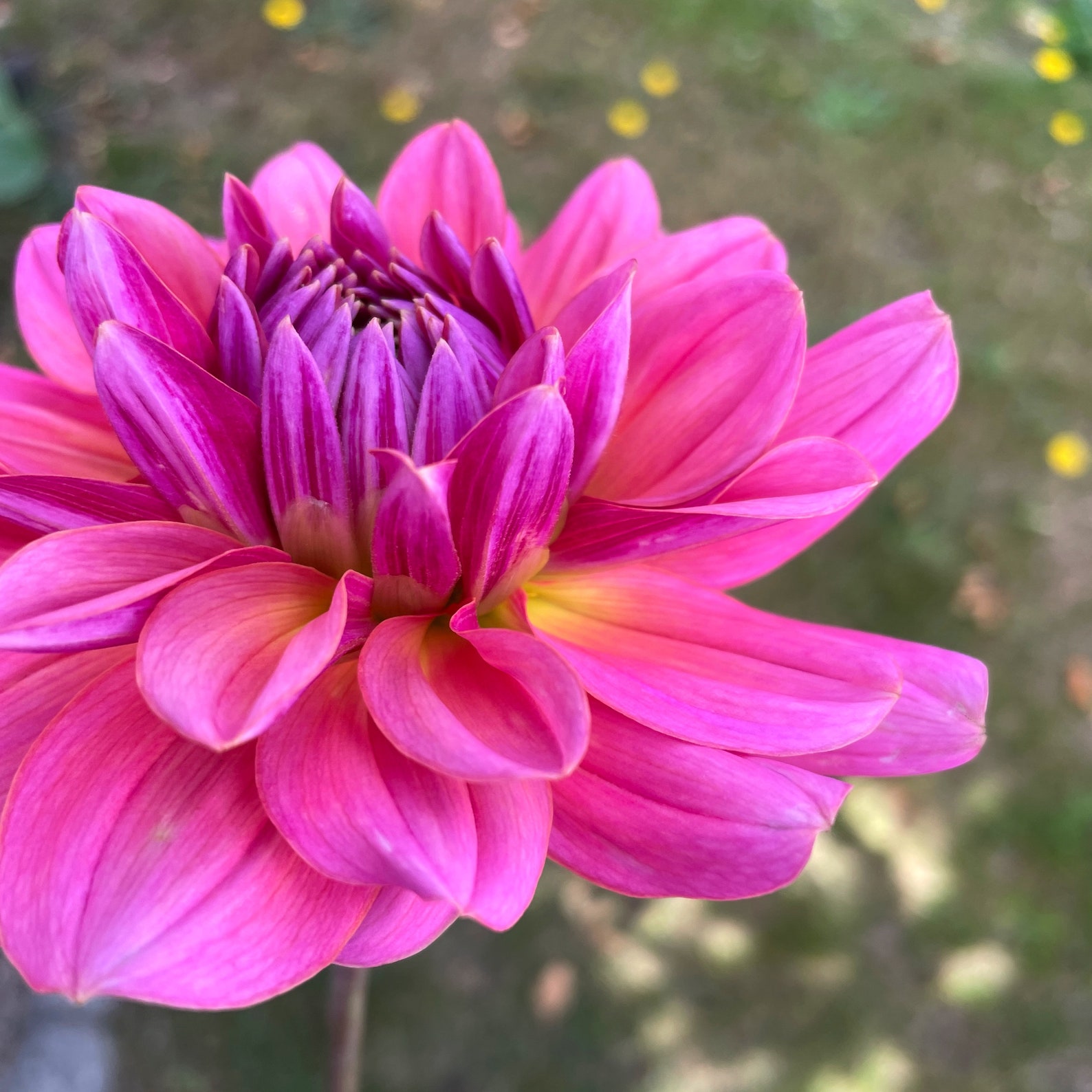 Southern Belle Dahlia Tuber Magenta Waterlily Presale, Ships in April