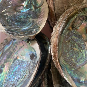 Abalone Shell