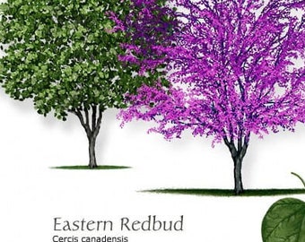 Eastern Redbud Seeds
