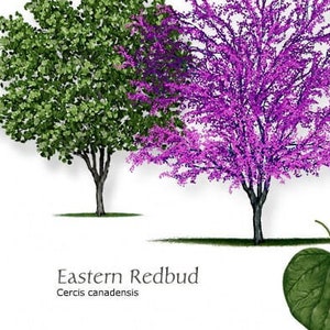 Eastern Redbud Seeds