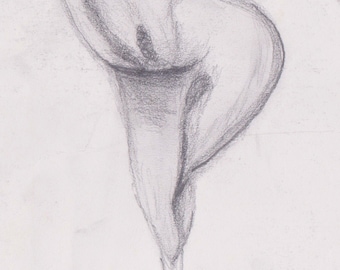 Lily Drawing - Original drawing of cala lily