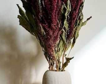 Getrockneter Garten-Fuchsschwanz Amaranth | Burgunderrote Statement-Blumen | Architektonische Vasenstiele | Aus Somerset