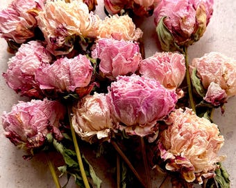 Getrocknete Pfingstrosen Sarah Bernhardt | Ganze Blüten und Stiele | Natürliche rosa Trockenblumen | Kränze und Floristik