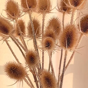 May include: A bouquet of dried, light brown teasel flower heads with prickly, oval-shaped seed pods on long, slender stems. The stems are arranged in a white, ribbed ceramic vase with a textured surface, creating a natural, neutral display.