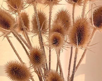 Getrocknete wilde Karden | Natürlich cremefarbene Dipsacus | Britische Wildblumen | Trockenblumen für Vase und Kranz