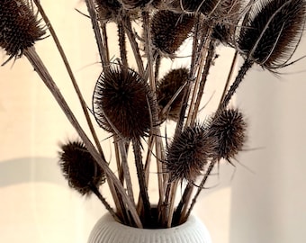 Getrocknete wilde Karden | Natürlich braune Dipsacus | Britische Wildblumen | Trockenblumen für Vase und Kranz | 3 Größen
