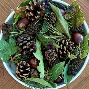 May include: A round white bowl filled with a collection of natural elements including brown pinecones of various sizes, smooth dark brown chestnuts, green leaves, dried seed pods, and small clusters of dark purple berries with pine needles.