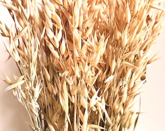 Natürlich getrocknete Gräser – Sorte wählen | Ziergras-Halme und Samenstände | Trockenblumen für die Vase | Aus Somerset