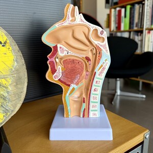 Puede incluir: Un modelo anatómico de la cabeza y el cuello humanos en perfil, que muestra una sección transversal de la cavidad nasal, la cavidad oral y la garganta. El modelo presenta varias estructuras anatómicas numeradas en tonos beige, rosa y azul sobre una base blanca.