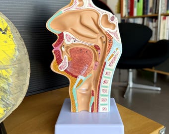 Postmodern Anatomical Bust Sculpture Biomorphic Abstract Form Space Age Cross-Section Base