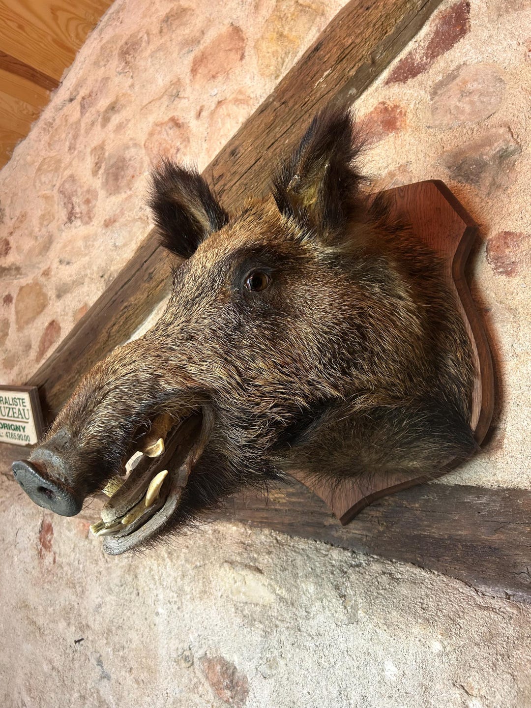Vintage Taxidermy WILD BOARS HEAD on Shaped Oak Mount. Animal