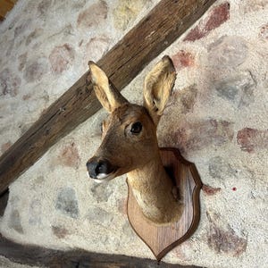 Vintage Taxidermy Roe Deer Doe head on shaped 0ak wall mount. Bespoke Animal Curio decor