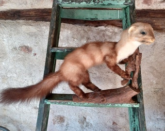 Taxidermy Pine Marten on branch