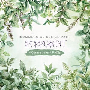 Può includere: Illustrazione ad acquerello di 40 foglie e rametti di menta piperita diversi. Le foglie sono verdi e i rametti hanno piccoli fiori bianchi. L'immagine è etichettata "COMMERCIAL USE CLIPART PEPPERMINT 40 transparent PNGs".