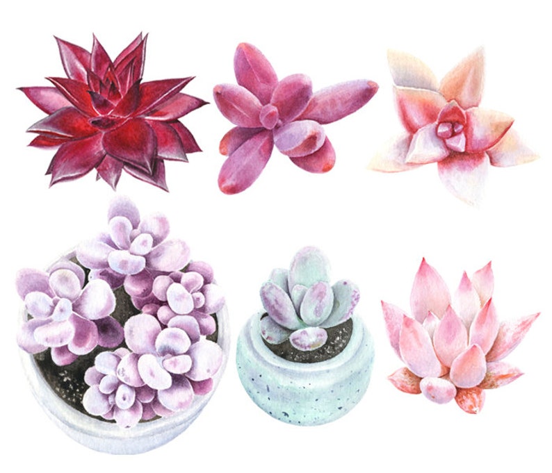 Watercolor Succulents Clipart PNG Hand Painted Watercolor Botanical ...