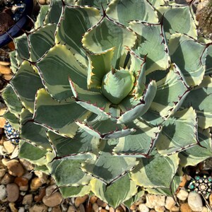 May include: A close-up of a variegated agave plant with green and cream-colored leaves. The plant has sharp, dark brown spines along the edges of its leaves. The plant is surrounded by small pebbles.