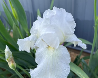 Immortality Reblooming Bearded Iris bulb