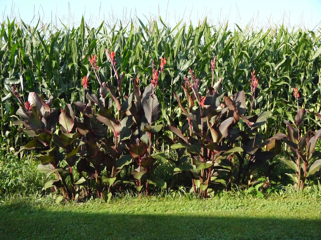 Canna Rhizomes Musifolia Giant 610' Tall Cannas With Large Bronze