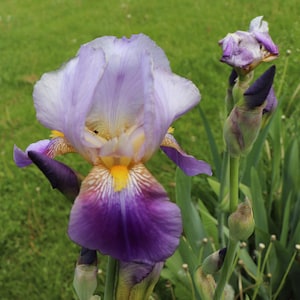 May include: Close-up of a vibrant iris flower with purple, white, and yellow petals. The flower is in full bloom, showcasing its intricate details. Green leaves and grass provide a natural backdrop, highlighting the flower's beauty.