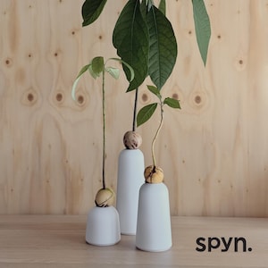 May include: Three white ceramic vases with avocado seeds sprouting plants. The image features the text "avocadome™" and "spyn.". The background is a light wood grain.