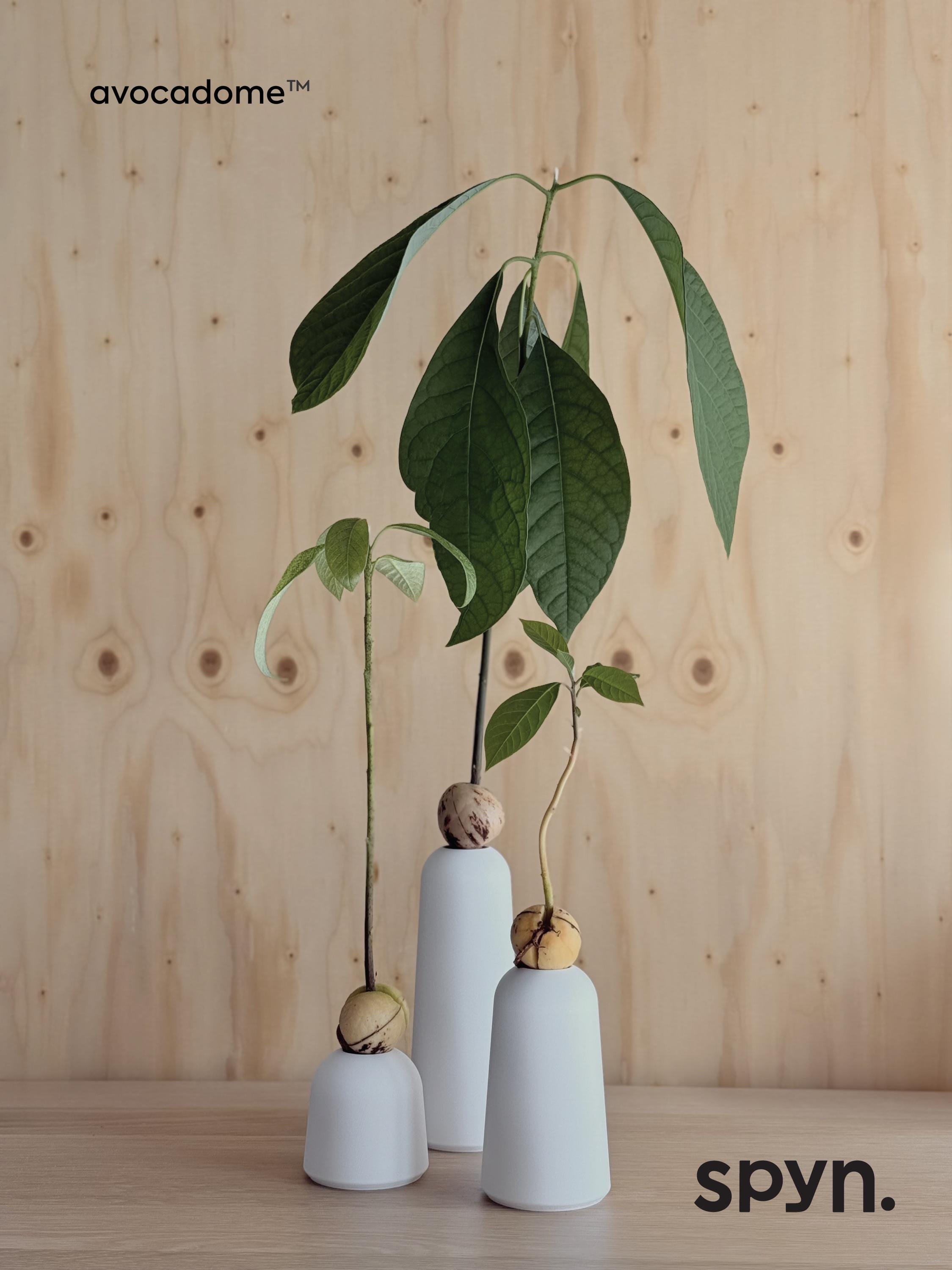 Avocado bonsai - Etsy sterreich