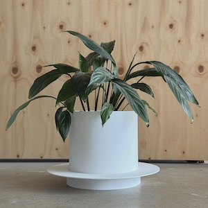 Può includere: Una pianta in vaso con lunghe foglie verde scuro in una fioriera cilindrica bianca. La fioriera poggia su un piattino bianco abbinato. Lo sfondo è una parete di legno colorata.