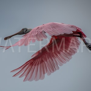 Spoonbill, Florida, Bird, Wildlife Photography, Animal Photo Print, Nature Wall Art