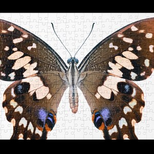 Vibrant Butterfly Jigsaw Puzzle: Wall Decor, 252/520 Pieces
