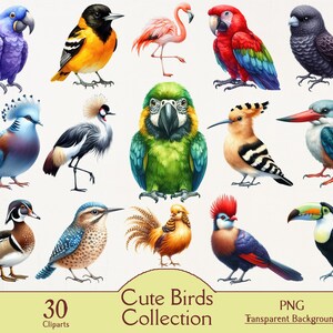 Raccolta di clipart di uccelli carini, 30 clipart PNG, pacchetto di uccelli acquerellati, illustrazione di uccelli, diario di scarto, scrapbooking, design a sublimazione