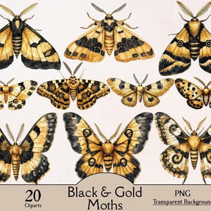May include: A collection of watercolor illustrations of black and gold moths. The moths have intricate wing patterns and are in various poses. The image includes the text "Black & Gold Moths" and "20 Cliparts".