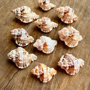 Set di 10 conchiglie di Apple Murex / Decorazioni costiere / Conchiglie della Florida / Conchiglie sfuse / Conchiglie per artigianato / Isola di Sanibel