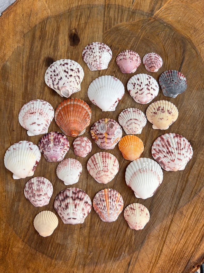 Florida Calico Scallop Seashells Bulk Seashells Nautical Etsy