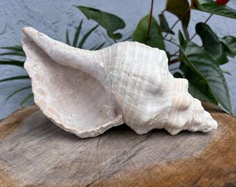 Rare XL Vintage Florida Horse Conch 11” inches | Official Shell of Florida | Sanibel Island |Beach Decor | Collectible | Organic