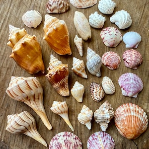 Collezione di conchiglie / Decorazioni costiere / Conchiglie di Sanibel / Conchiglie della Florida / Conchiglie della costa del Golfo / Decorazioni da spiaggia / Apple Murex