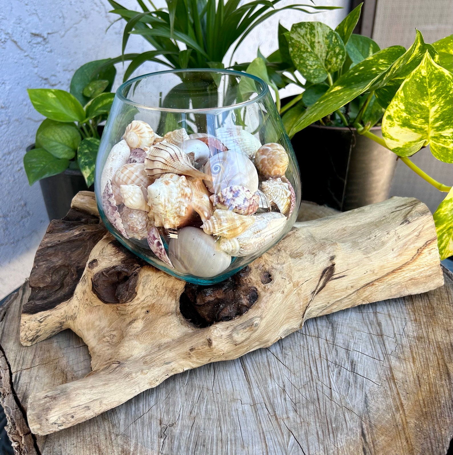 View of Handblown Glass W/ Driftwood Base Centerpiece Filled With Seashells ...