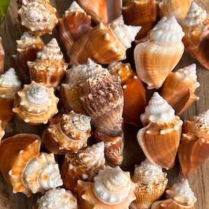 Sanibel Island Florida Fighting Conch Seashells Florida Seashells Juvenile Florida Fighting Conchs